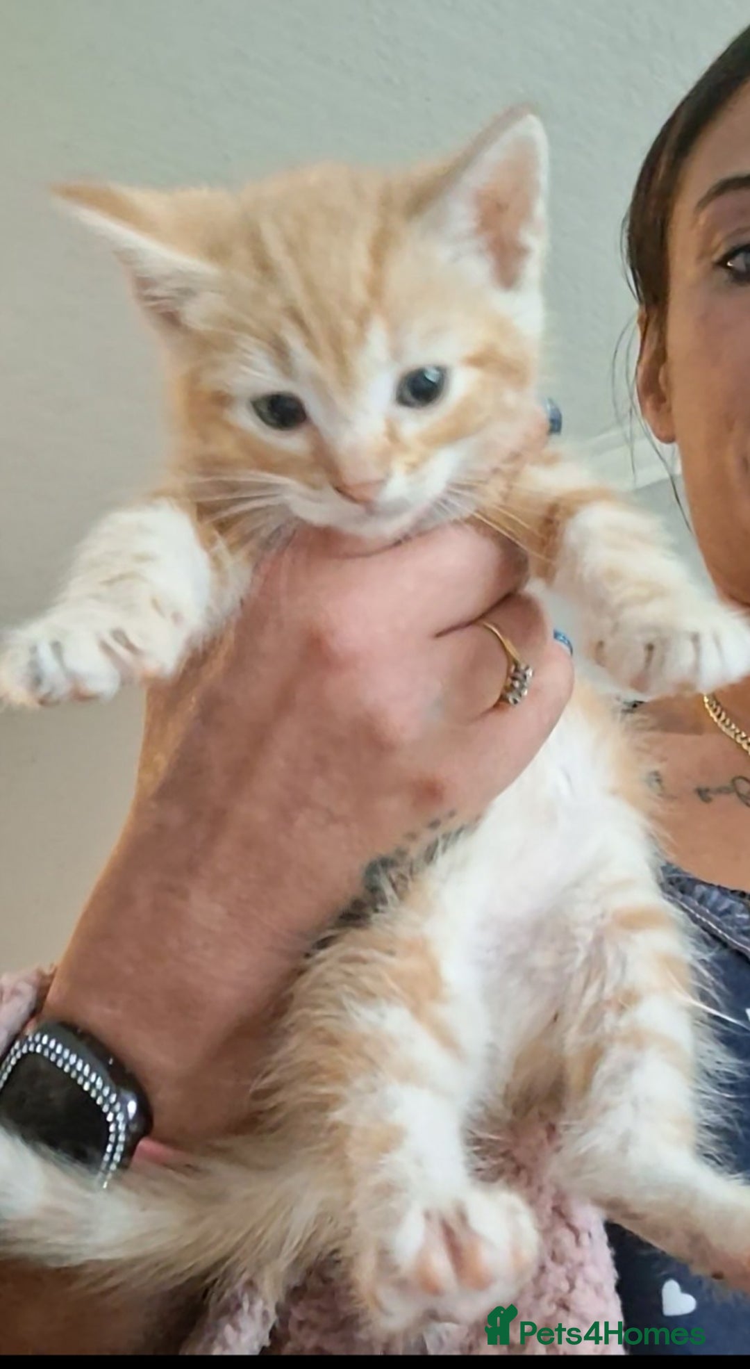 Norwegian Forest Cat cats for sale: HALF Norwegian Forest Kittens!!! - Image 5
