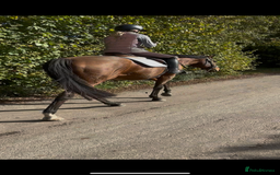 English Thoroughbred horses for sale: X2 safe stunning geldings alrounders - Image 11