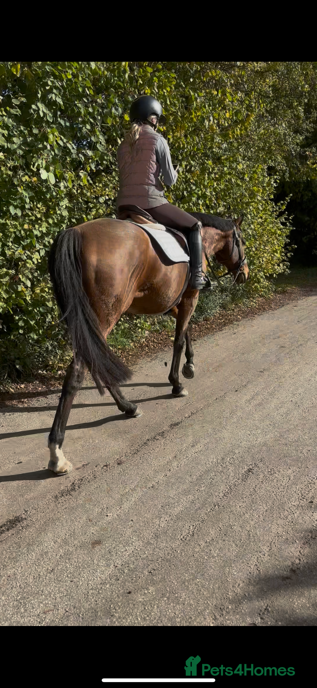 English Thoroughbred horses for sale: X2 safe stunning geldings alrounders - Image 11