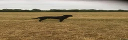 Labrador Retriever dogs for stud: Five Gen Pedigree Labrador for Stud - Advert 7