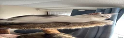 Maine Coon cats for sale: 🐾 Maine Coon Girl Looking for Her Forever Home🐾  - Advert 6