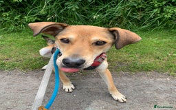 Mixed Breed dogs for adoption: Meet Barney, currently residing in Cheshire  in Nantwich - Image 6
