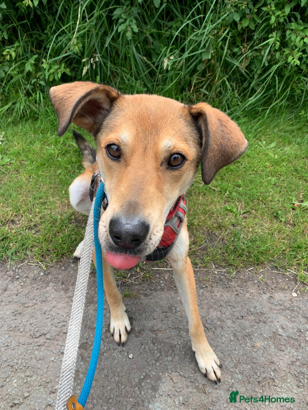 Mixed Breed dogs for adoption: Meet Barney, currently residing in Cheshire  in Nantwich - Image 6