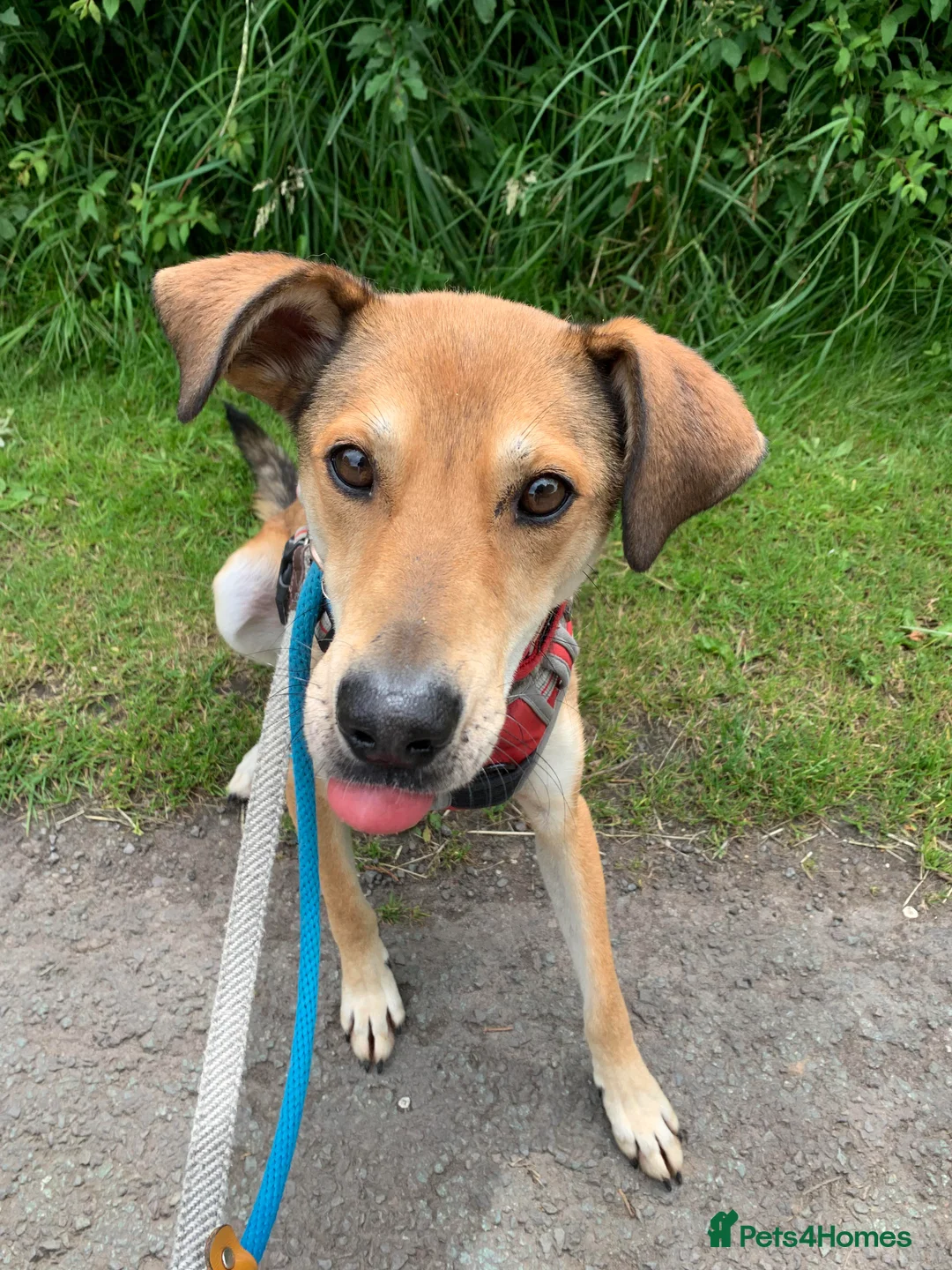 Mixed Breed dogs for adoption: Meet Barney, currently residing in Cheshire  in Nantwich - Advert 6