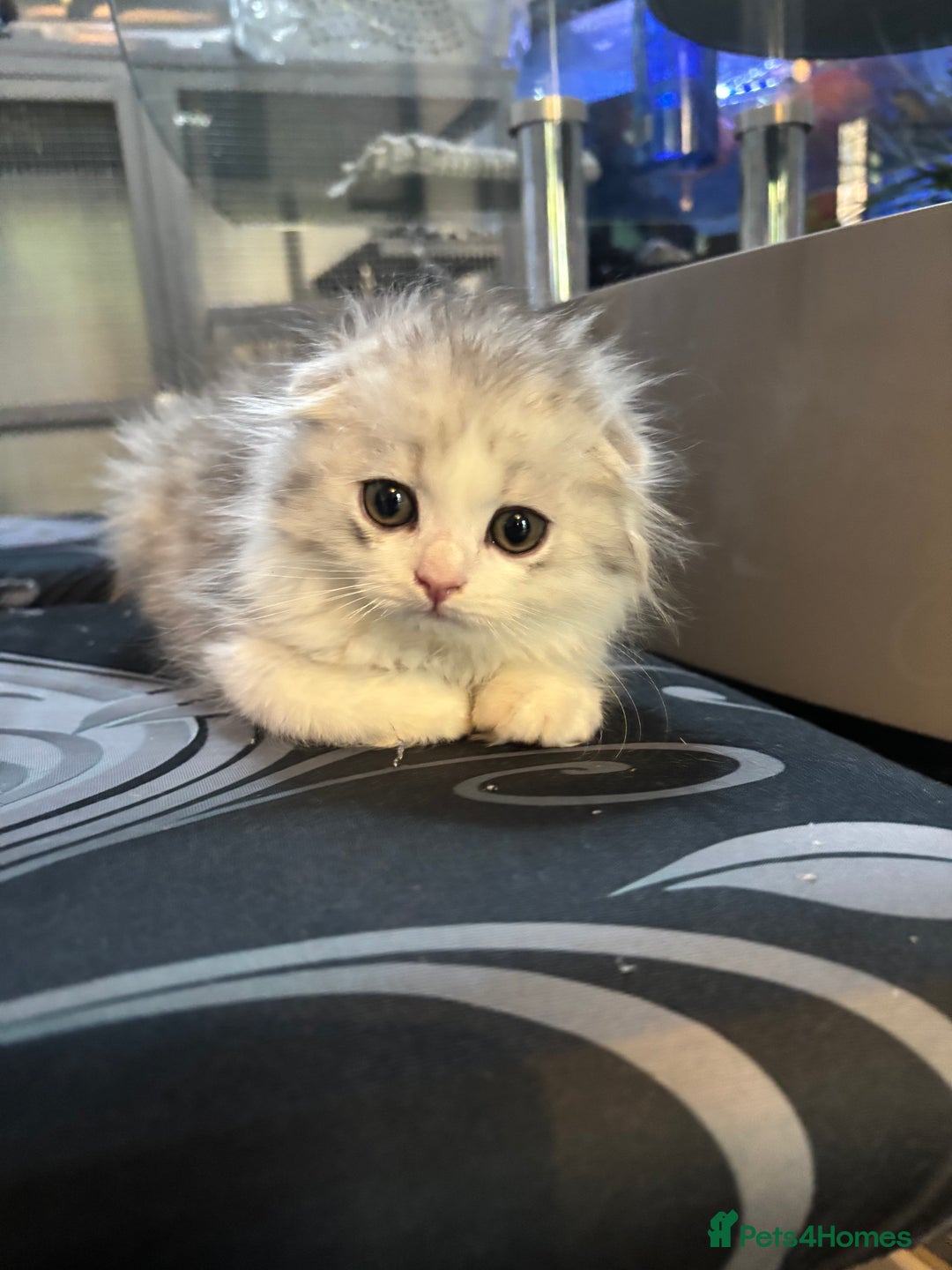 Scottish Fold cats for sale: RARE Triple folded ear Scottish fold kittens  - Image 6