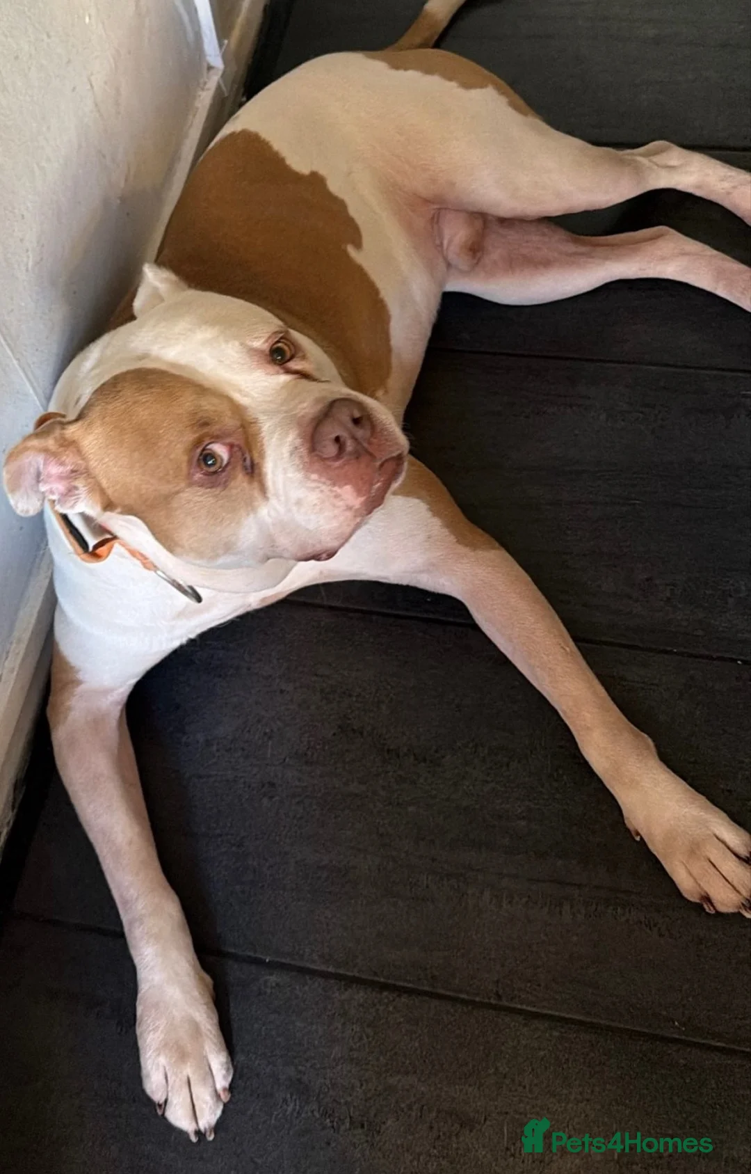 American Bulldog dogs for sale: American bulldog in London - Advert 1