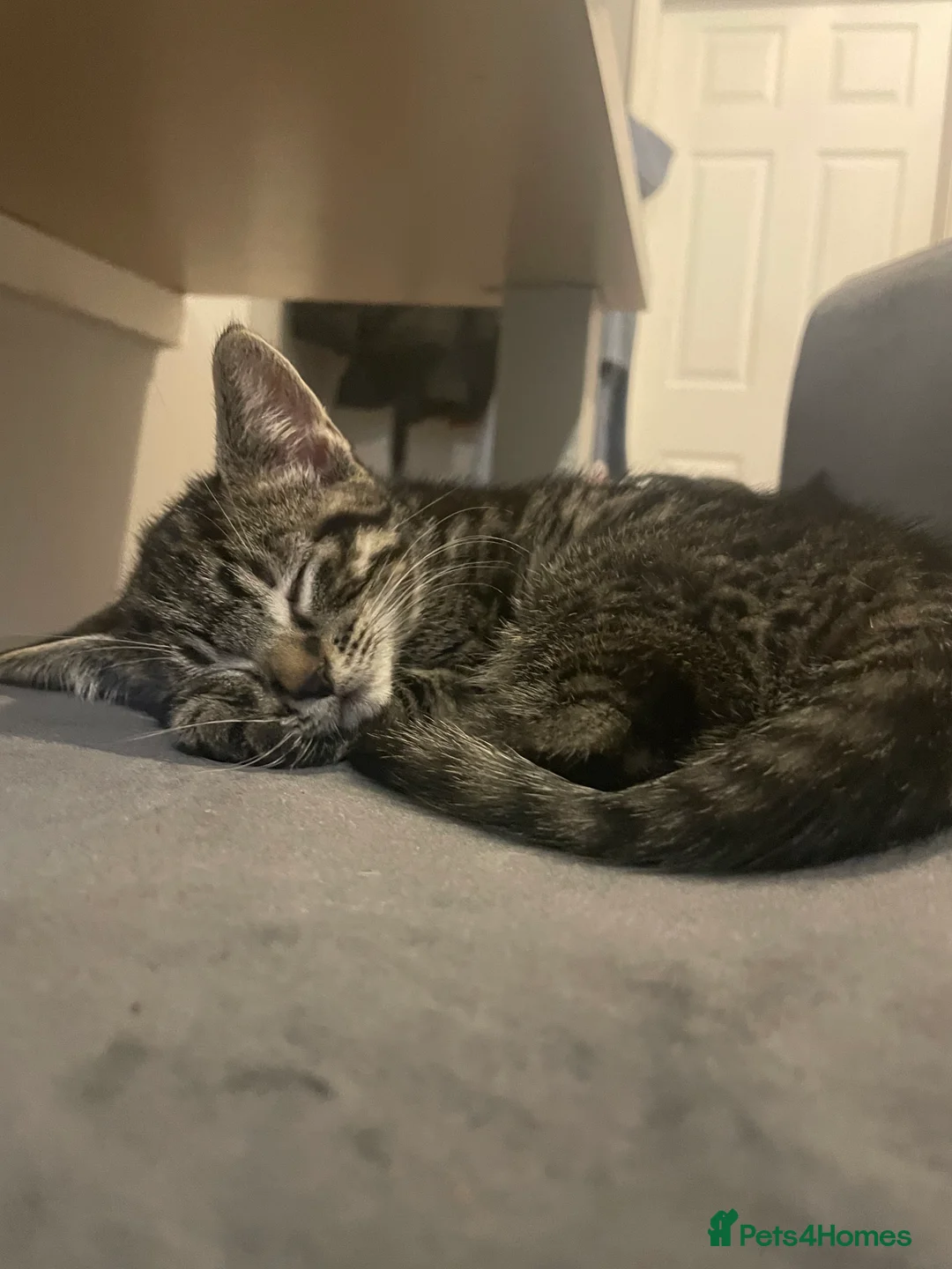 Mixed Breed cats for sale: 1 boy and 3 girls  - Advert 27