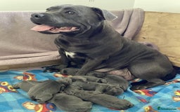 Staffordshire Bull Terrier dogs for sale: Absolutely cute Blue staffys for sale - Image 8