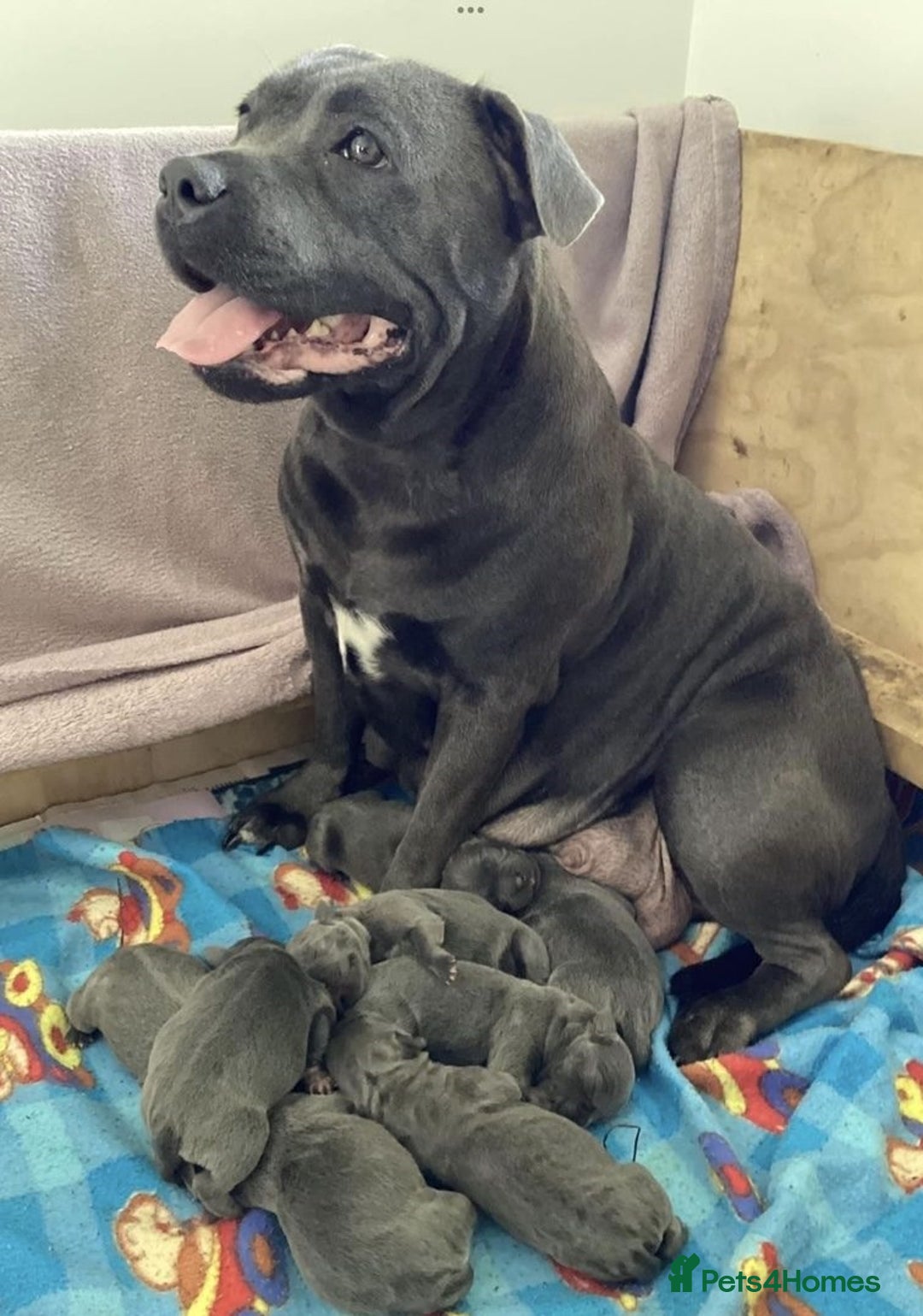Staffordshire Bull Terrier dogs for sale: Absolutely cute Blue staffys for sale - Image 8
