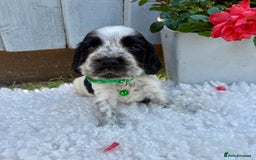 Cocker Spaniel dogs for sale: show type cocker spaniels puppies * ready now  - Image 18