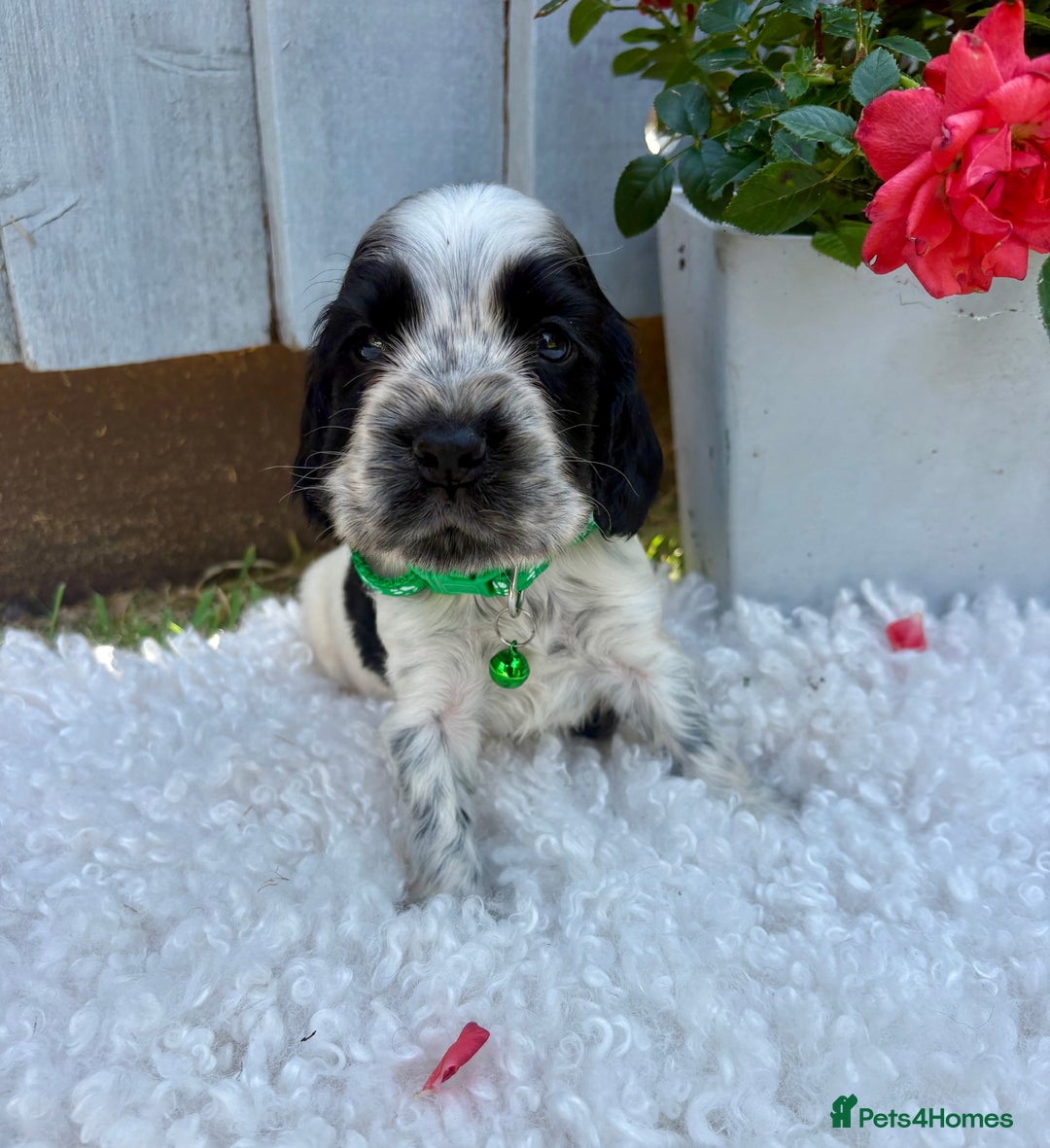 Cocker Spaniel dogs for sale: show type cocker spaniels puppies * ready now  - Image 18