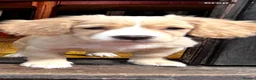 Mixed Breed dogs for sale: Stunning French bulldog/Pomeranian x Cocker  in London - Advert 24