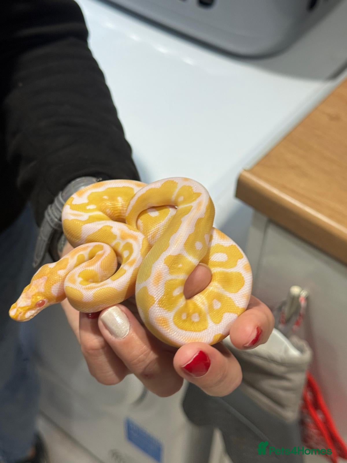 Python Snake reptiles Albino Clown het pied baby ball python - Advert 1