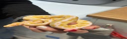 Python Snake reptiles for sale: Albino Clown het pied baby ball python - Advert 1