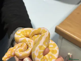 Python Snake reptiles Albino Clown het pied baby ball python - Advert 19