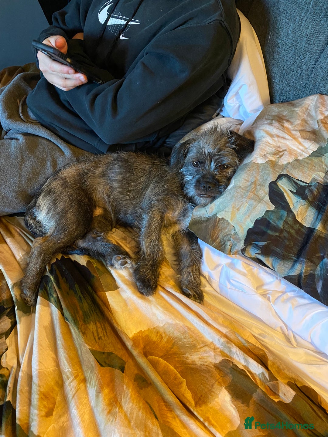 Mixed Breed dogs for sale: Shih Tzu / terrior puppy - Advert 4