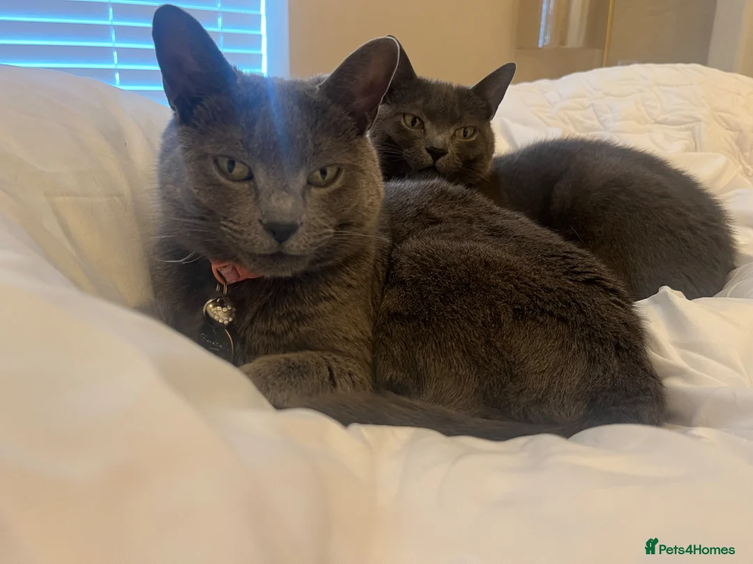 Russian Blue cats for sale: Russian Blue Sisters- looking for new home - Advert 2