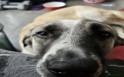 Mixed Breed dogs for adoption: Sadie – 10 months old, Female, Mixed Breed Pup - Advert 1