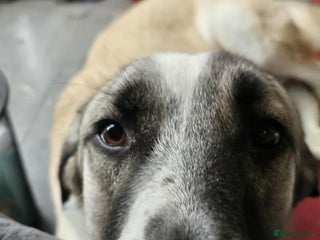 Mixed Breed dogs Sadie – 10 months old, Female, Mixed Breed Pup - Advert 12