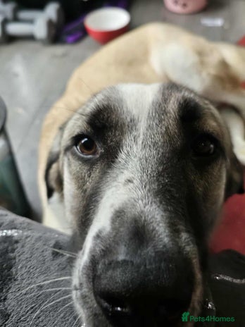 Mixed Breed dogs Sadie โ 10 months old, Female, Mixed Breed Pup - Advert 4