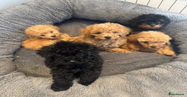 Toy Poodle dogs - Advert 2