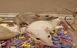 Rat rodents for sale: 3 female rats - Image 5