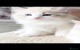 Ragdoll cats for sale: INDOOR TWO MALE GCCF REGISTERED RAGDOLL KITTENS - Image 18