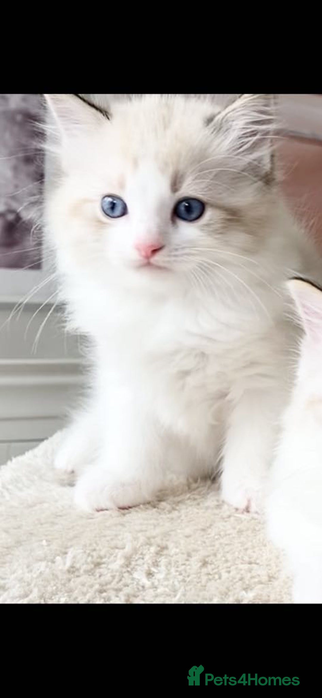 Ragdoll cats for sale: INDOOR TWO MALE GCCF REGISTERED RAGDOLL KITTENS - Image 18