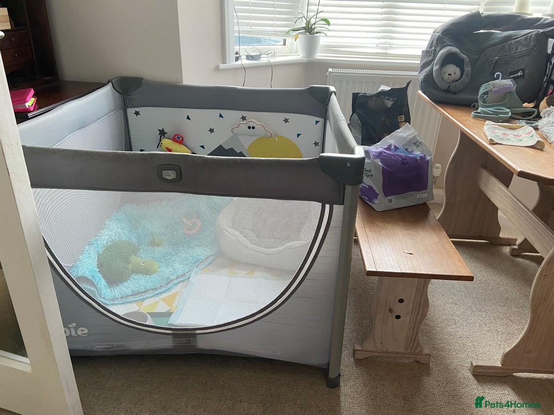 Chihuahua dogs for adoption: Adorable and cute Chihuahua Boy 12 wks - Advert 9