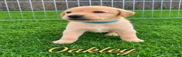 Labrador Retriever dogs for sale: KC Registered Labrador Puppies – Working Lines in Cleator - Advert 6