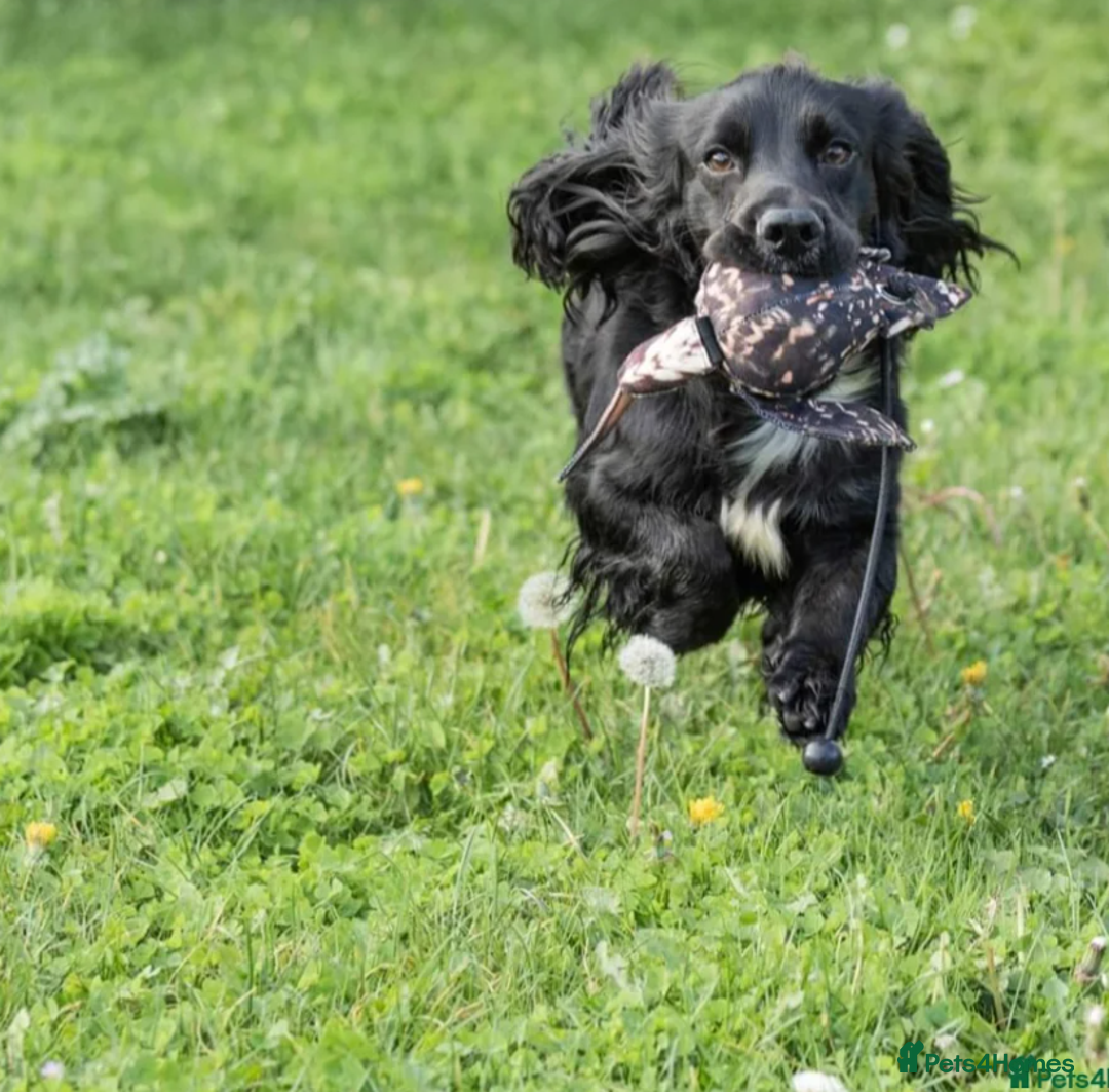 Cocker Spaniel dogs for sale: KC Registered Cocker Spaniel Puppies in Canterbury - Image 19