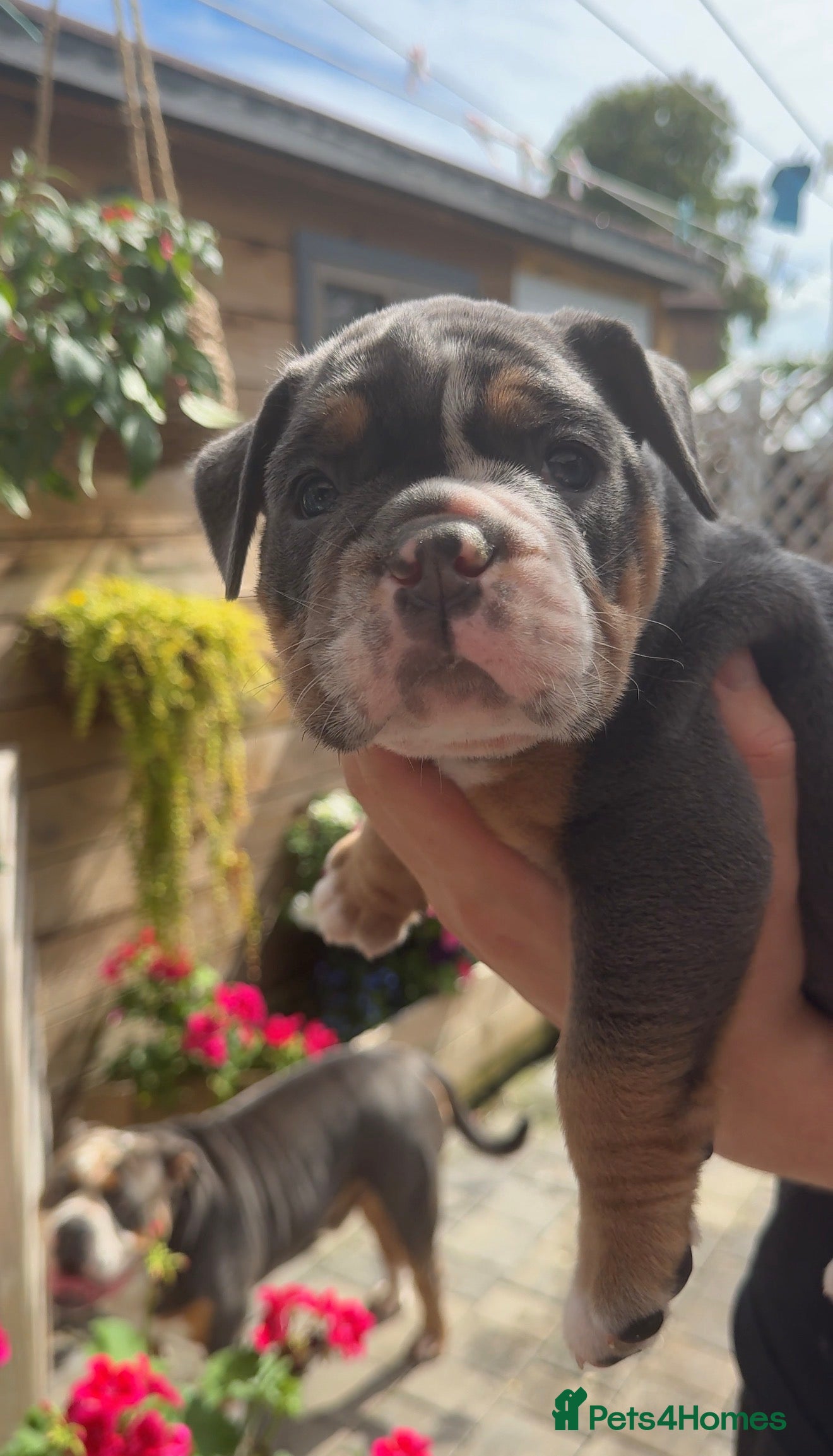 Olde English Bulldogge dogs 🔥🔥Champion bloodline Olde English Buldogs🔥🔥 - Advert 2