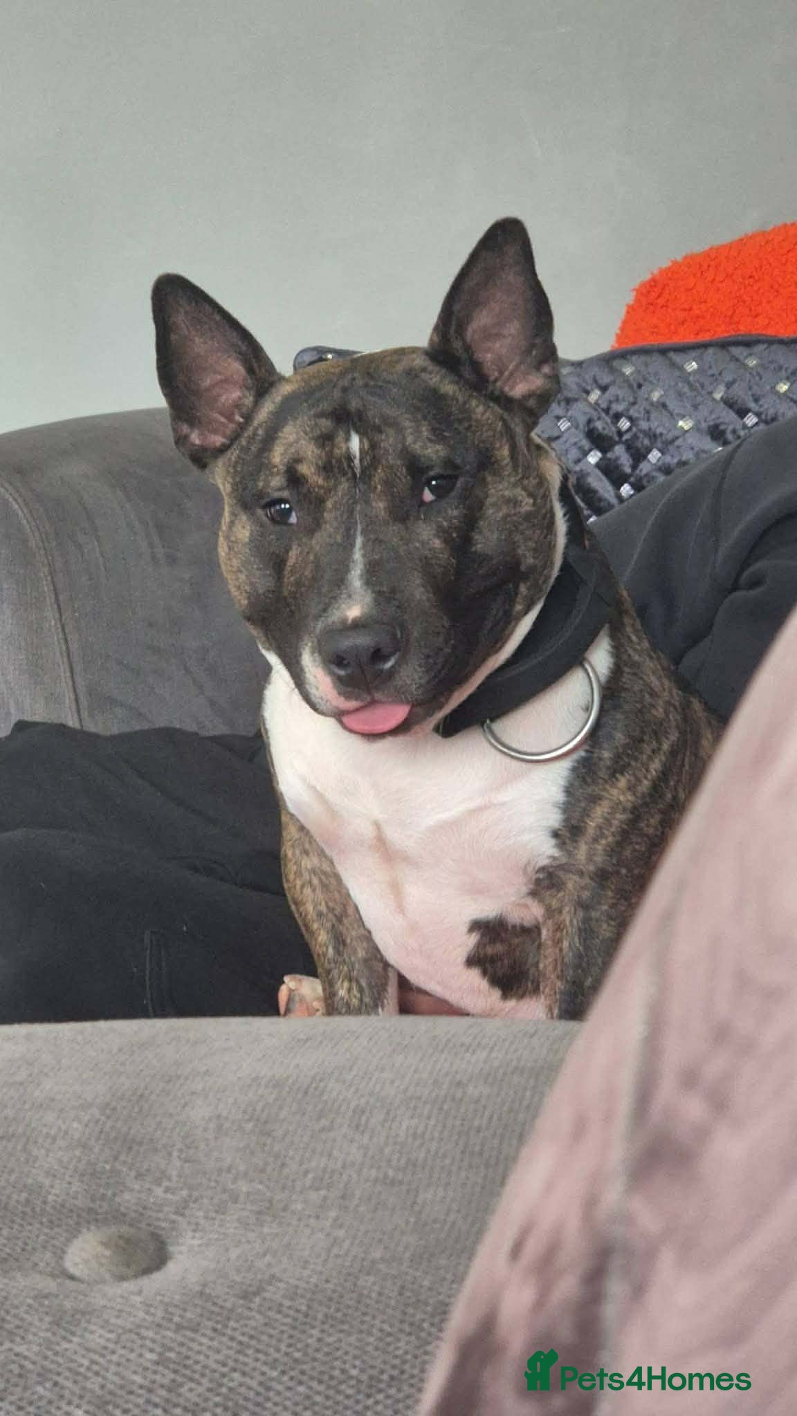 Mixed Breed dogs for sale: Mini English & exotic bully £200 in Cumnock - Advert 5