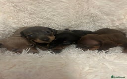 Miniature Dachshund dogs for sale: miniature dachshund puppies - Image 12