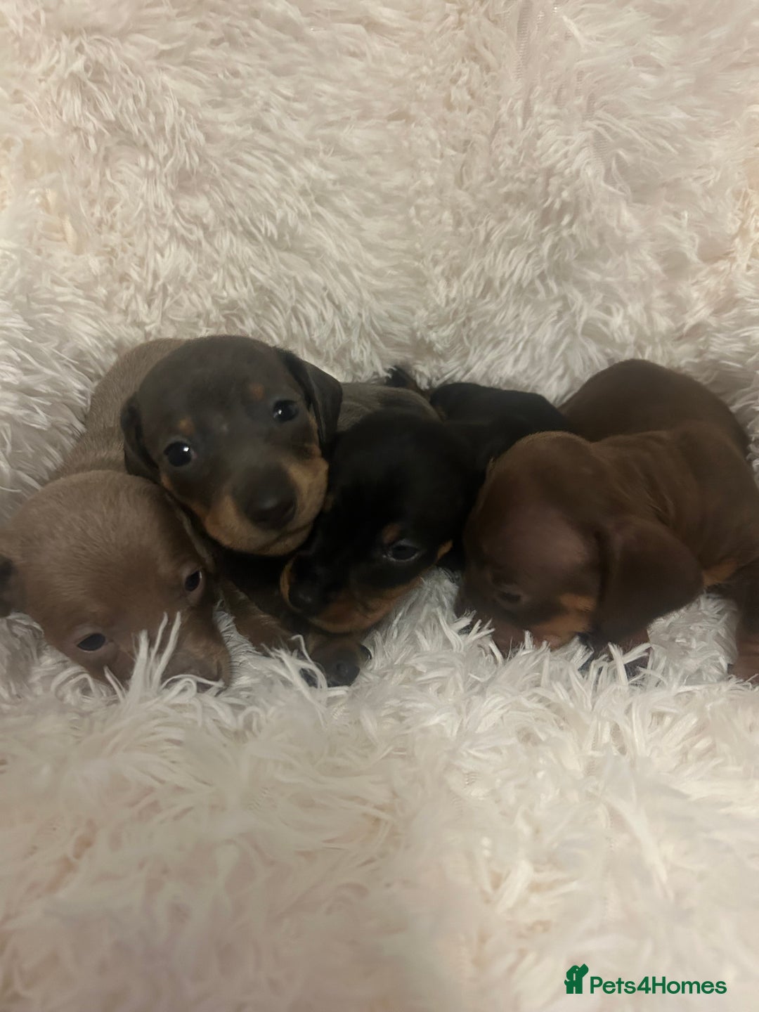 Miniature Dachshund dogs for sale: miniature dachshund puppies - Image 12