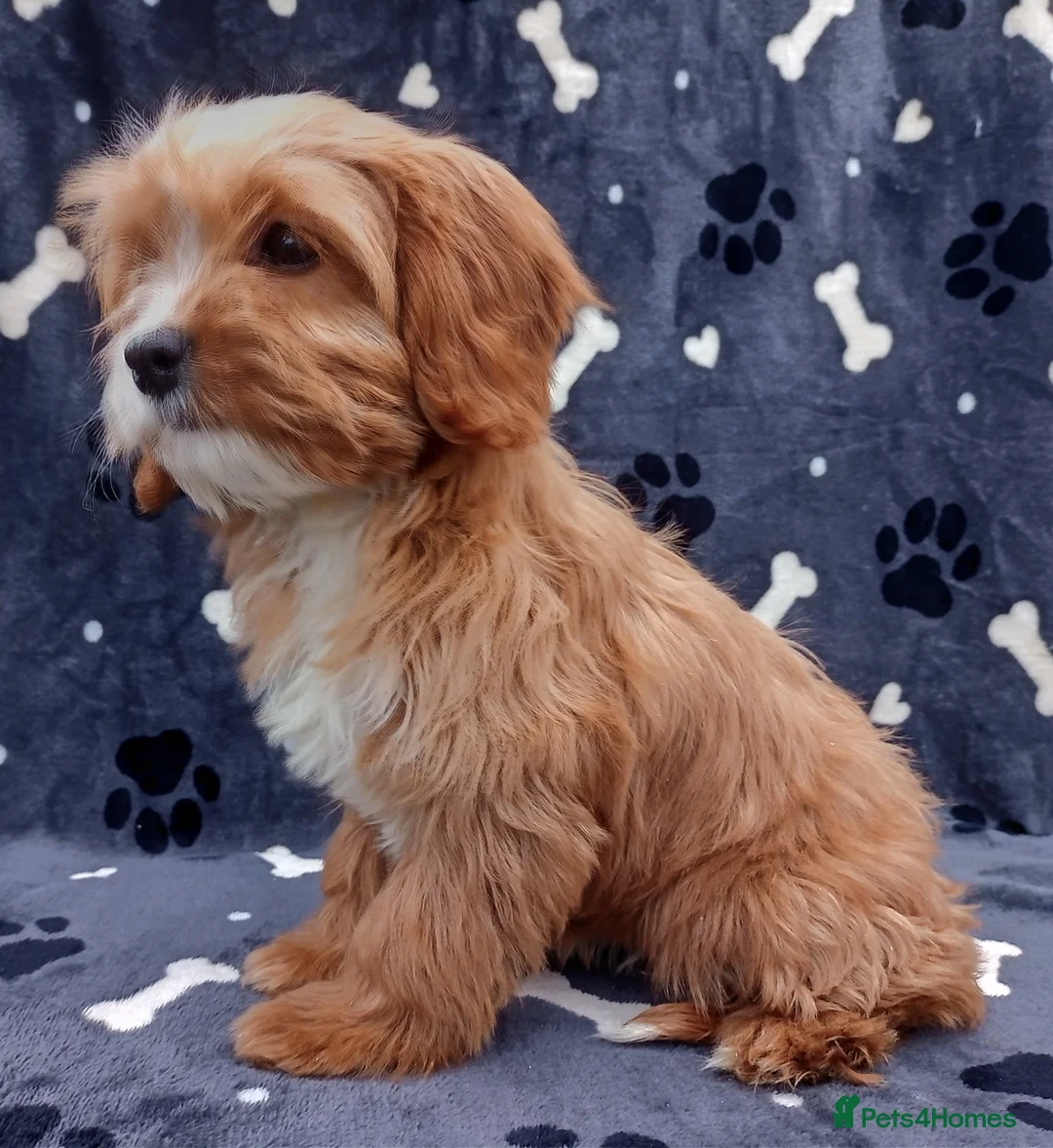 Cavapoo dogs for sale: Stunning cavapoo - Advert 4