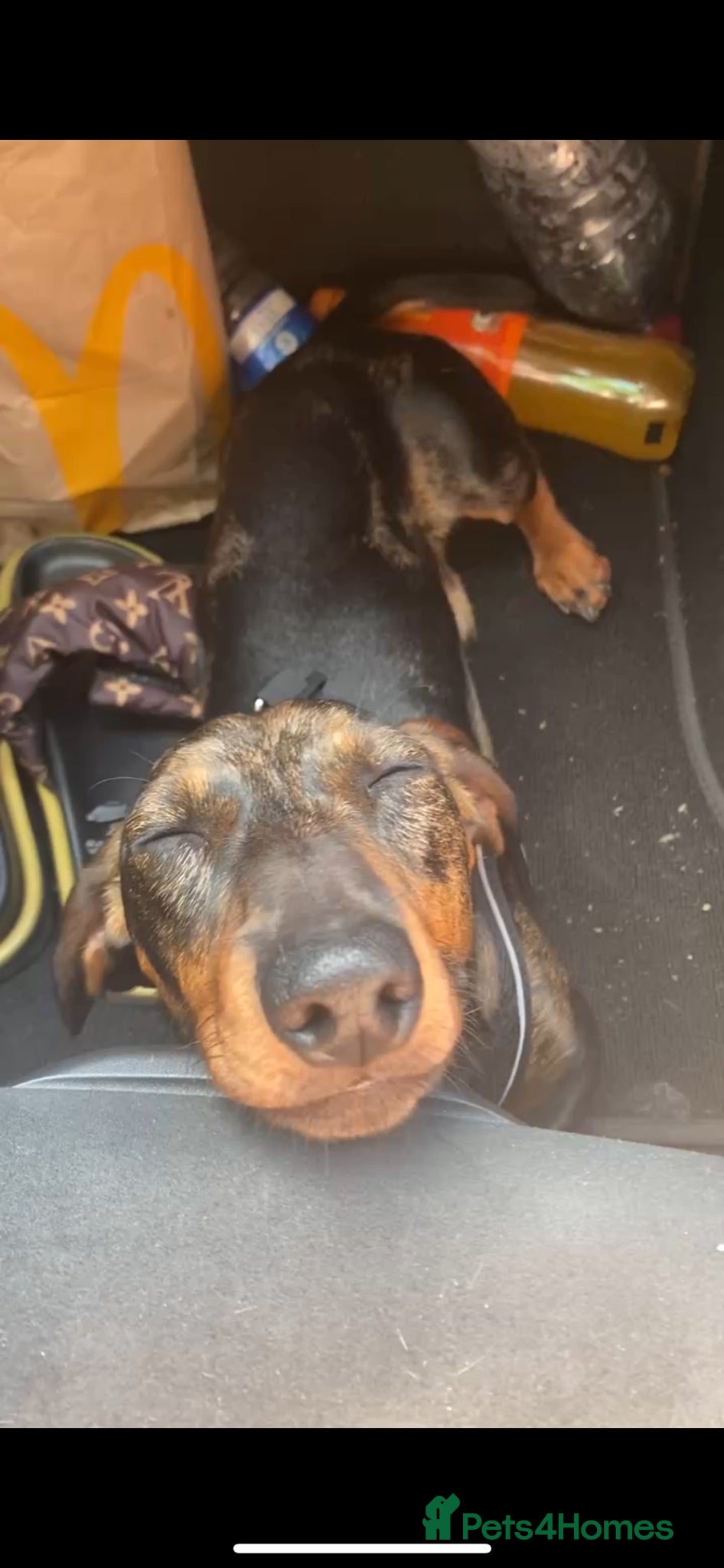 Dachshund dogs Dachshund Male 3 years - Advert 2