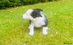 Border Collie dogs for sale: Gorgeous Collie pups - Image 6