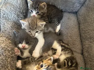 British Shorthair cats Bsh cross kittens - Advert 1