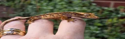 Gecko reptiles for sale: Crested geckos  - Advert 13