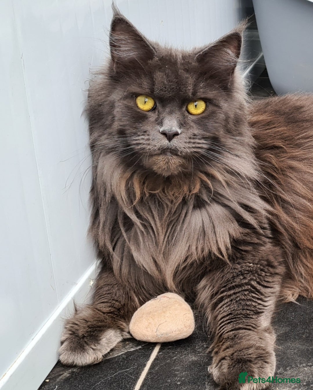 Maine Coon cats for sale: Maine Coon girls - Image 7