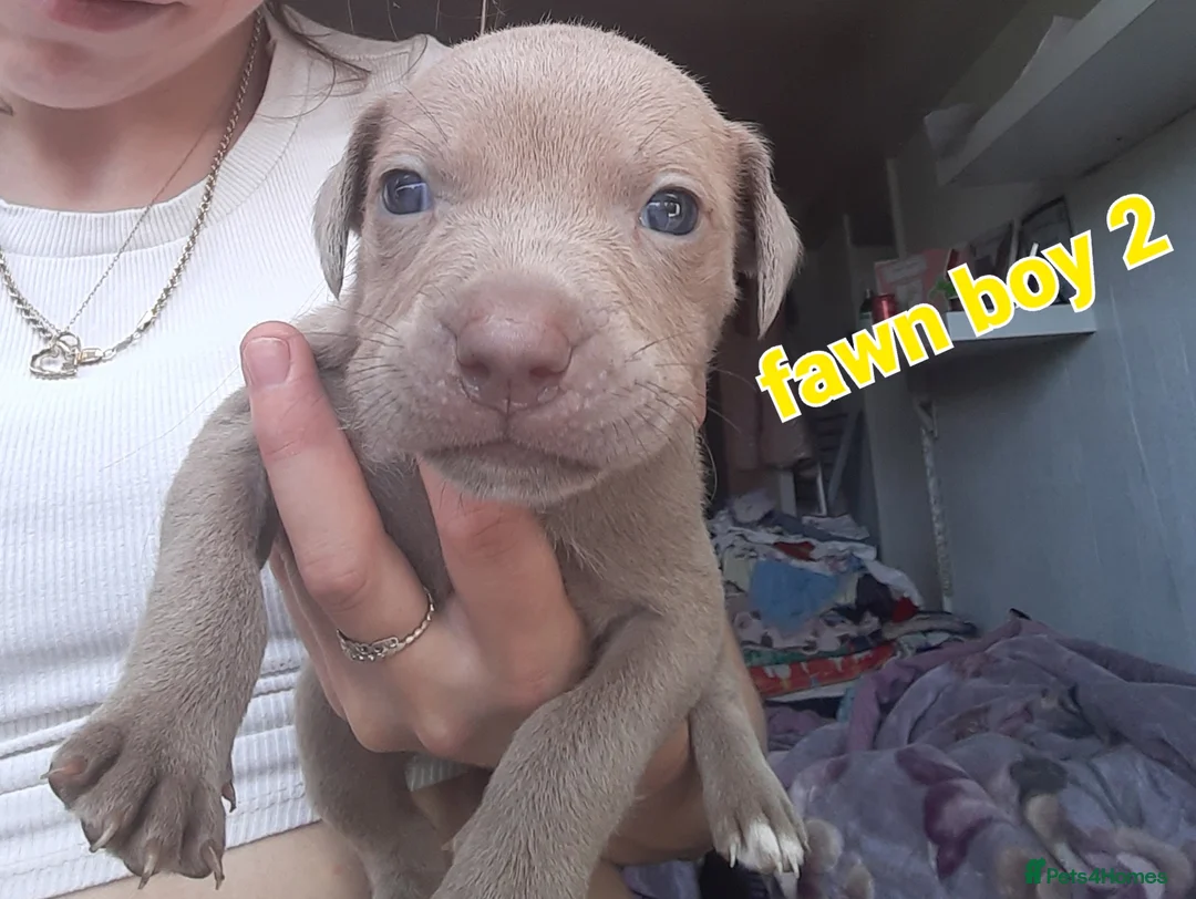 Mixed Breed dogs for sale: Beautiful Blue Staff x American Bully -LOVINGHOMES in Stockport - Advert 8