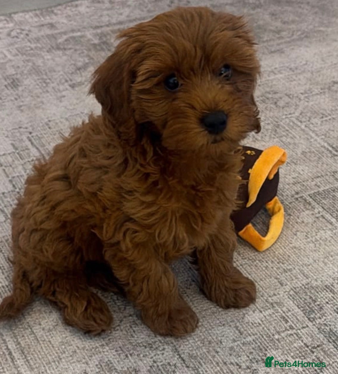 Toy Poodle dogs for sale: HIGH QUALITY RED KC REGISTERED TOY POODLEs - Advert 2