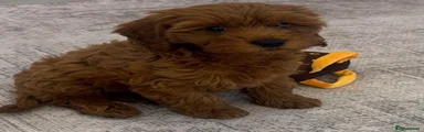 Toy Poodle 5