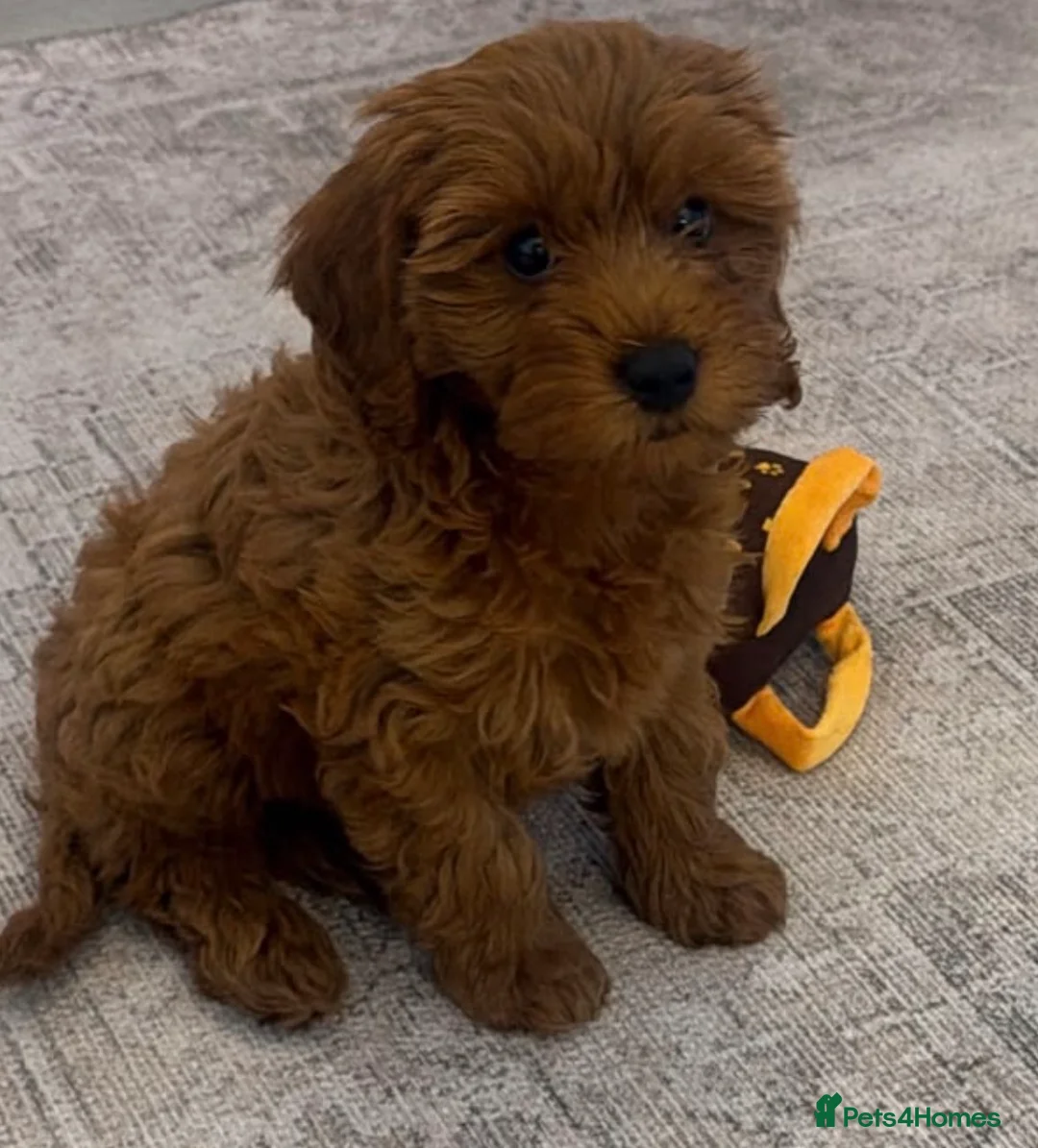 Toy Poodle dogs for sale: HIGH QUALITY RED KC REGISTERED TOY POODLEs - Advert 2