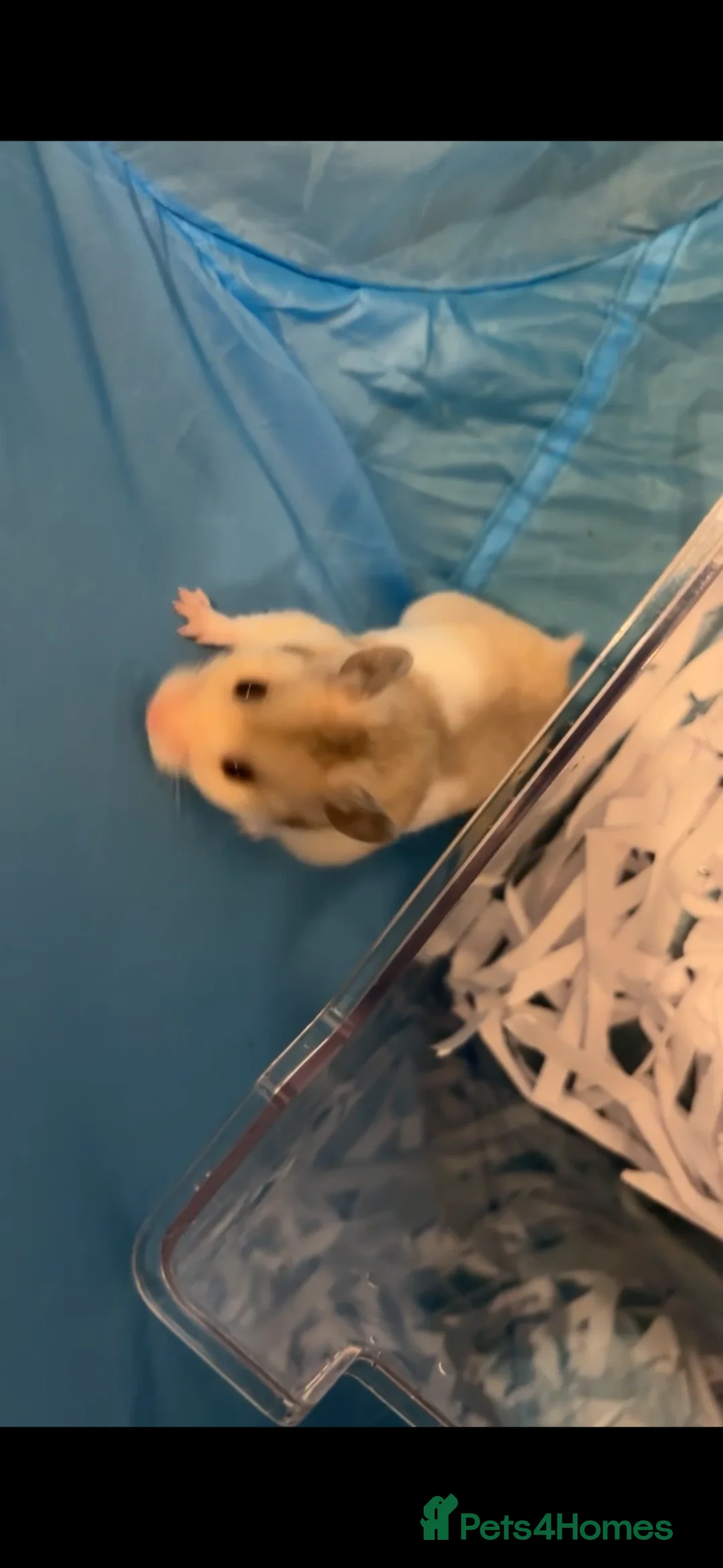 Hamster rodents for sale: Very pretty hamsters in Cwmbran - Advert 5