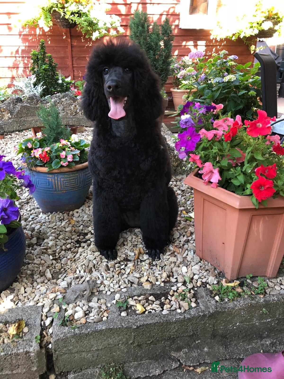 Standard Poodle dogs Stunning Standard Poodle Boy Exceptional Character - Advert 2