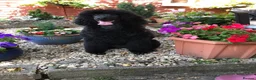 Standard Poodle dogs for sale: Stunning Standard Poodle Boy Exceptional Character - Advert 2