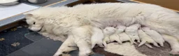 Samoyed dogs for sale: Two Samoyed Boys from Health-Tested KC Parents - Advert 5