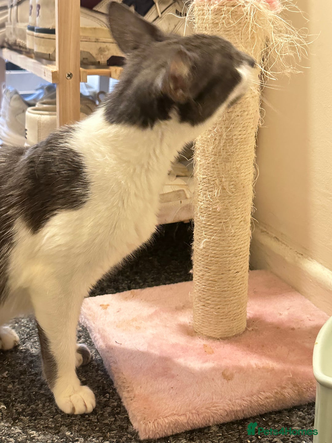 Domestic Shorthair cats for sale: Beautiful grey and white female cat - Image 5